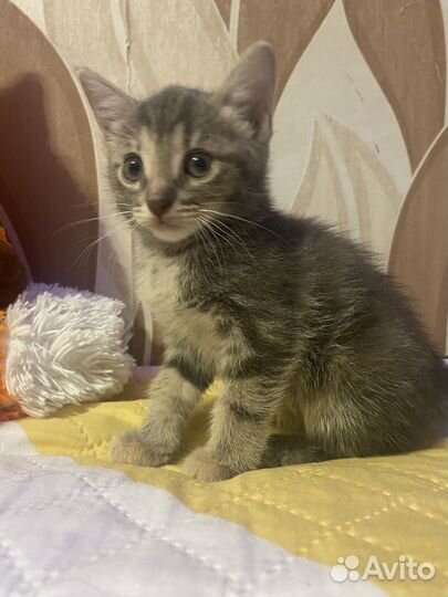 Котята в добрые руки бесплатно