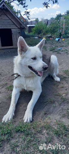 Немецкая овчарка