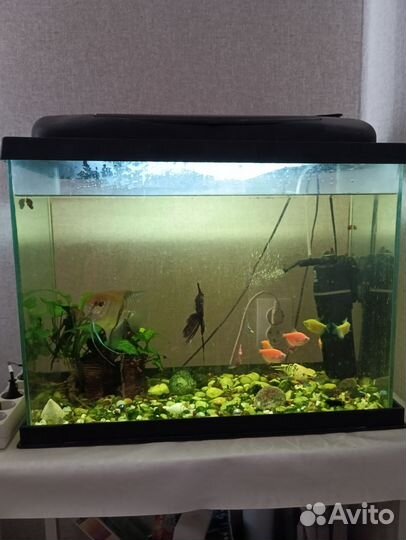 Аквариум