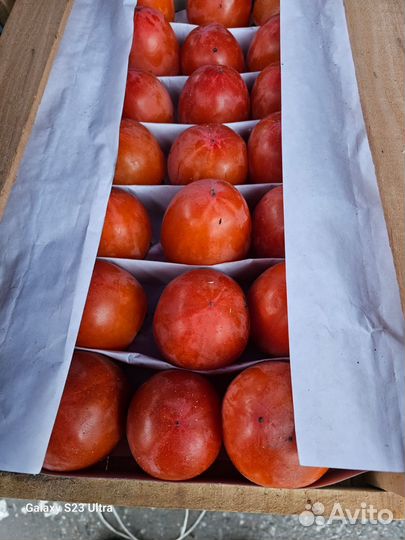 Хурма огонёк