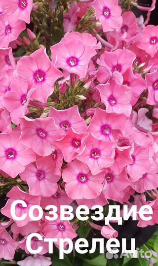 Флоксы многолетние