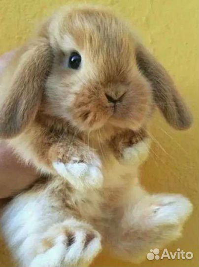 Кролики декоративные домашнего рождения