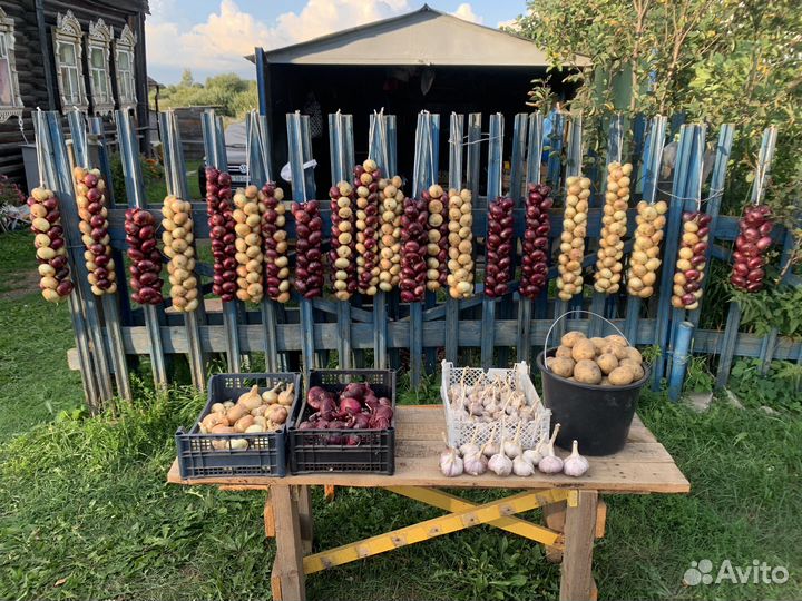 Лук в косах Ростовский в Ярославле