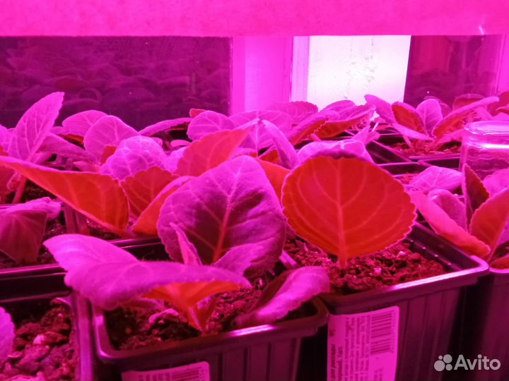 Комнатные растения