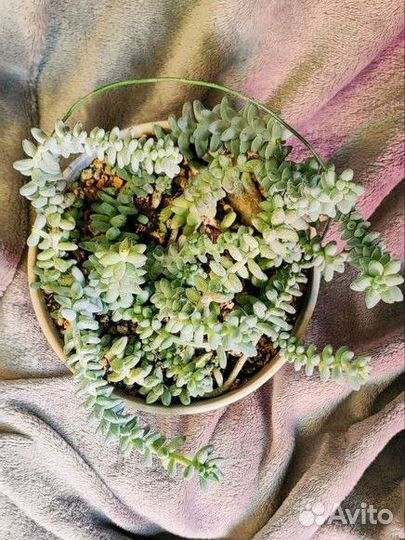 Седум буррито