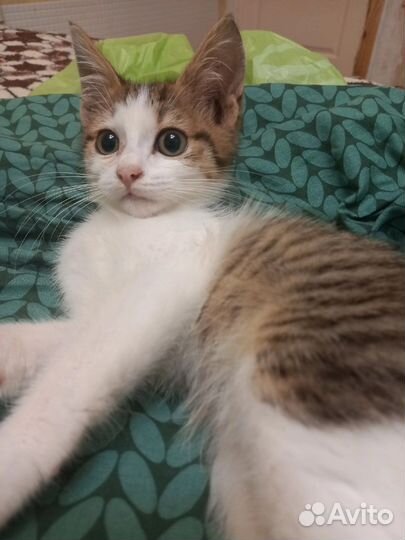 Котенок в дар мальчик