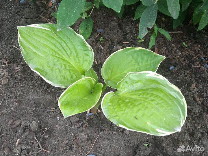 Хоста растение