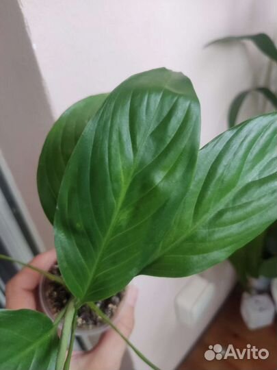 Спатифиллум Мун шадоу, Гаити