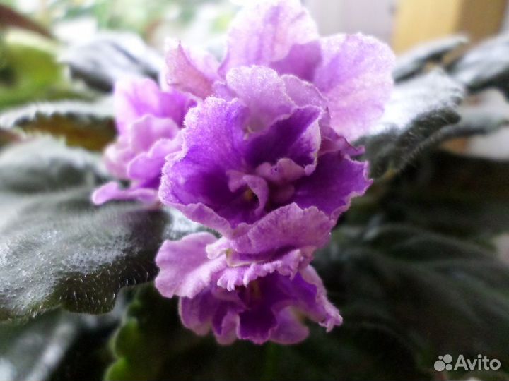 Цветущие фиалки