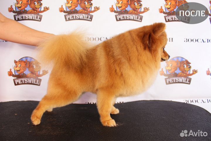 Профессиональная стрижка Собак в Кирове. Подробнее