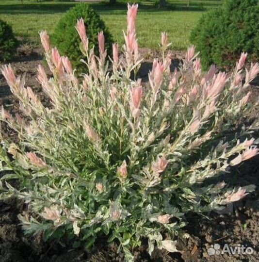 Ива хакуро нишики