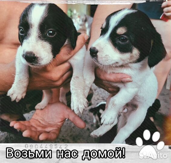 Я - твой будущий друг и охранник