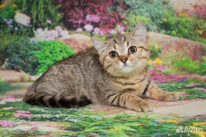 Британские котята золотая шиншилла Агат