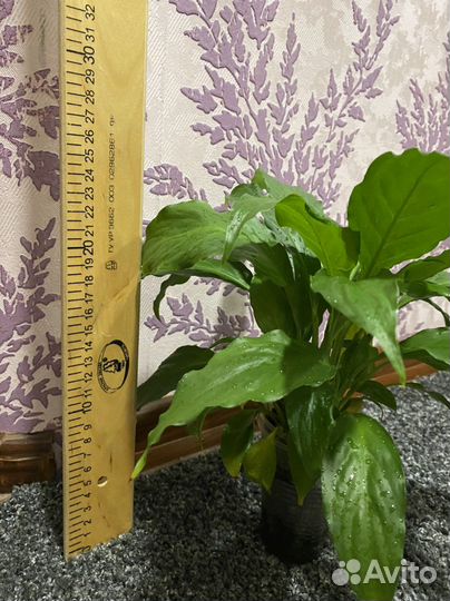 Спатифиллум