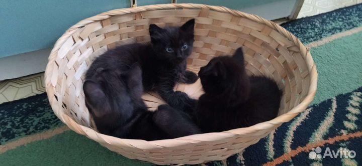 Кошка в дар