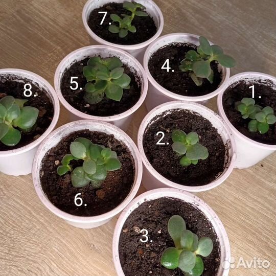 Толстянка. Денежное дерево. Живое дерево