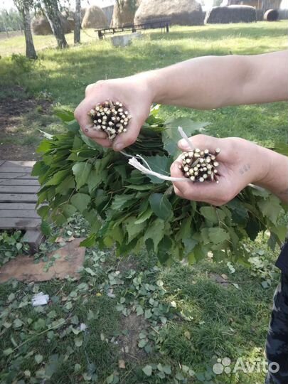 Банные веники