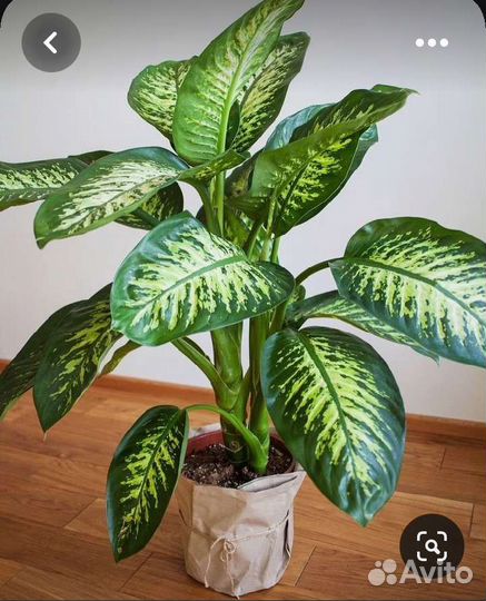 Комнатные растения цветы большие