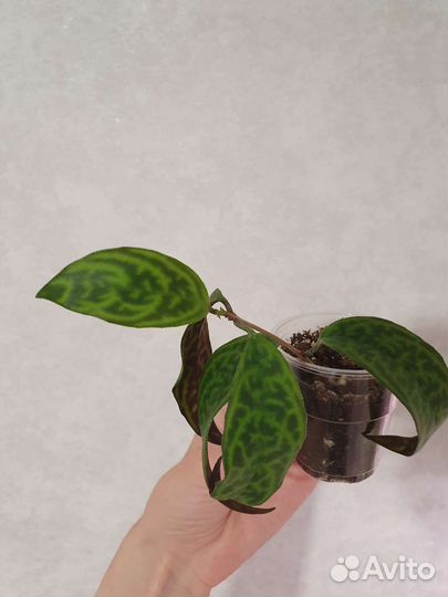 Алоказия алоказии