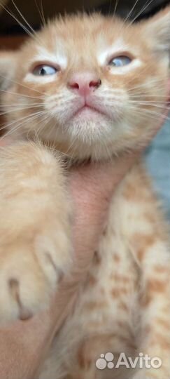 Котята рыжие бесплатно