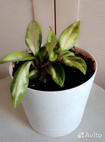 Хойя триколор, в горшке