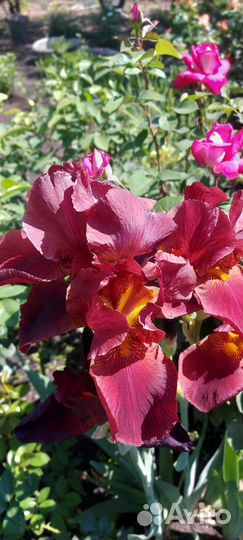 Ирисы бородатые сортовые