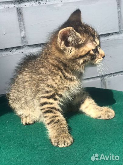Кошечка -рысёнок