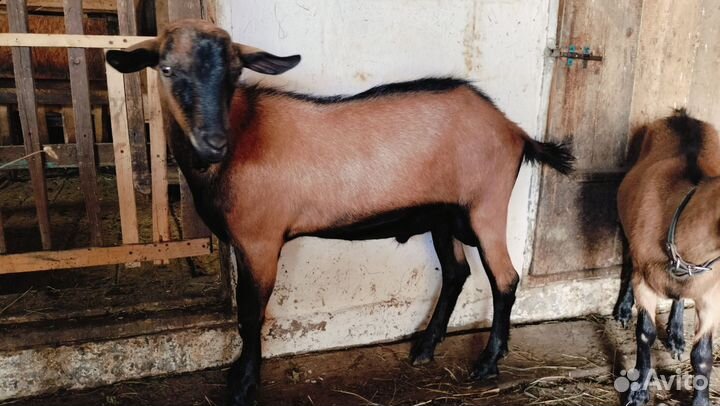 Чешский козел