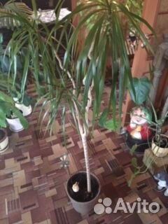 Большие домаш. растен. из загород.оранжереи