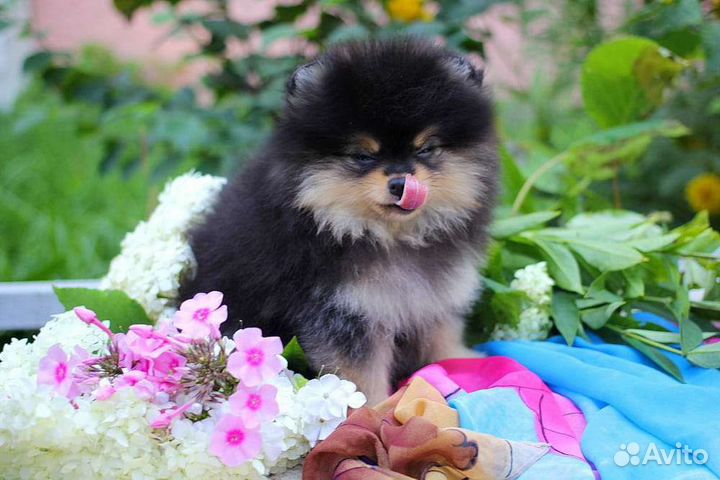 Щенки шпица