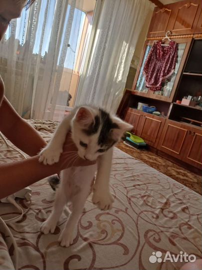 Кошки в добрые руки бесплатно