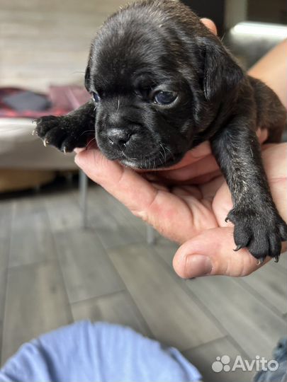 Французский бульдог