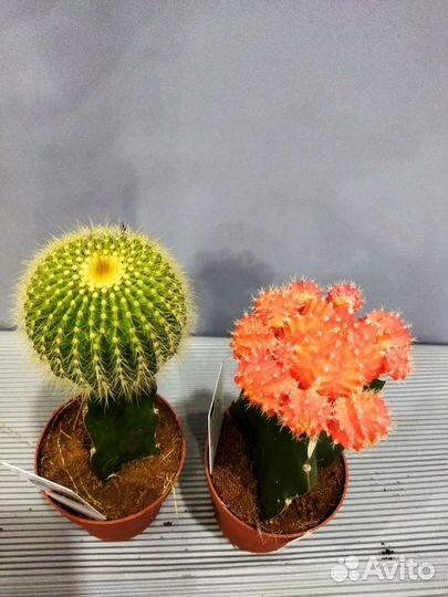 Гимнокалициум