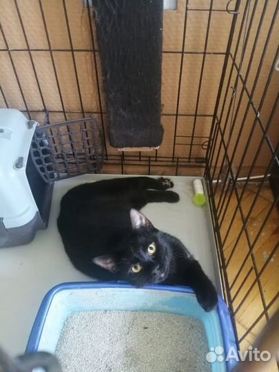 Шикарный чёрный кот в добрые руки