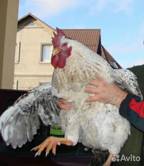 Цветной бройлер цыплята до 6-7 кг