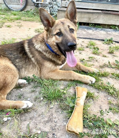 Молодой кобель в добрые руки