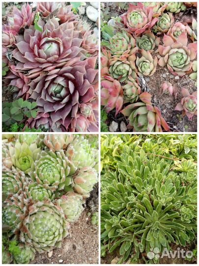 Молодило сортовые, садовые суккуленты