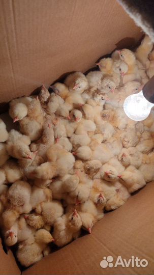 Бройлер Кобб 700