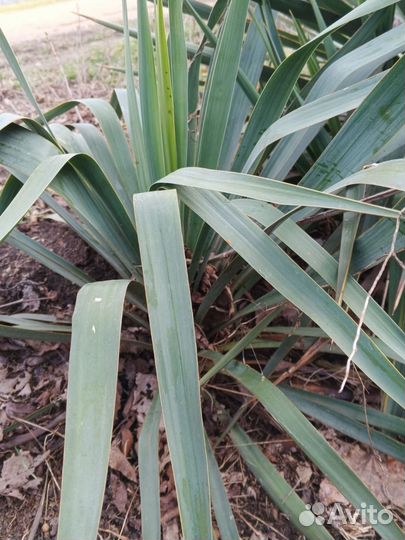 Юкка садовая