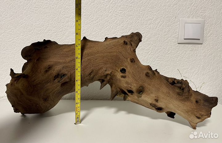 Коряга мангровая