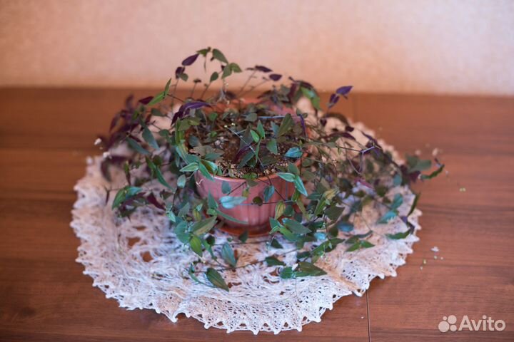 Традесканция приречная