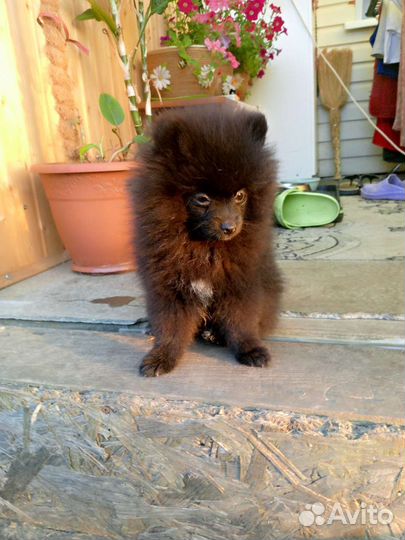 Померанский шпиц