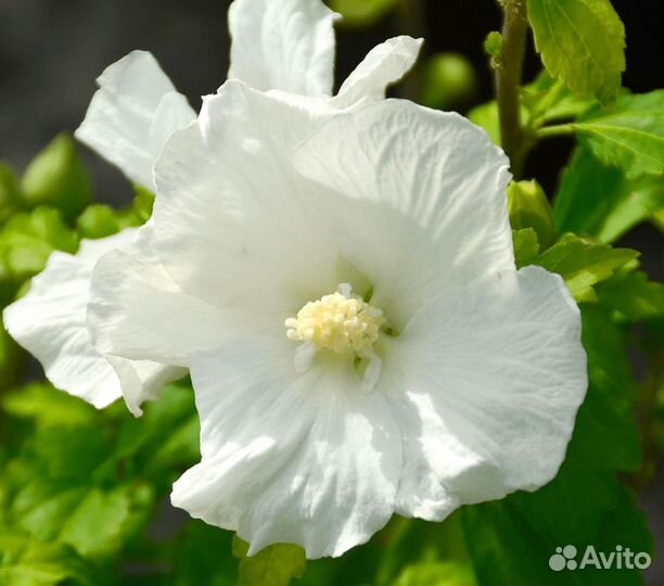 Гибискусы махровые