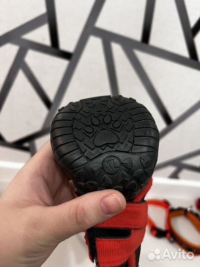 Комбинезон и обувь для собак