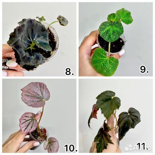 Бегонии сортовые разные