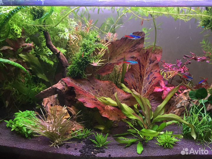 Обслуживание аквариумов