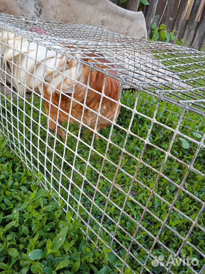 Питух красный