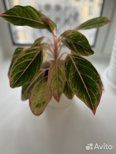 Аглаонема Липстик Пинк