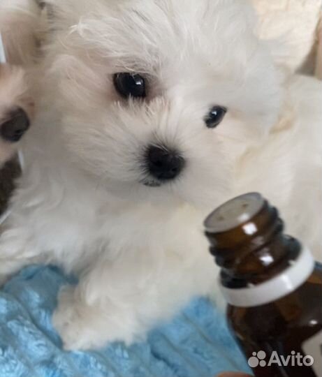 Мальтезе мини щенки мальтийской болонки