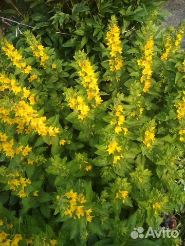 Отростки вербейника